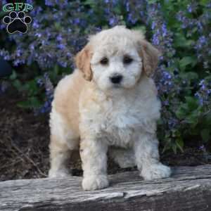 Bailey, Bich-Poo Puppy